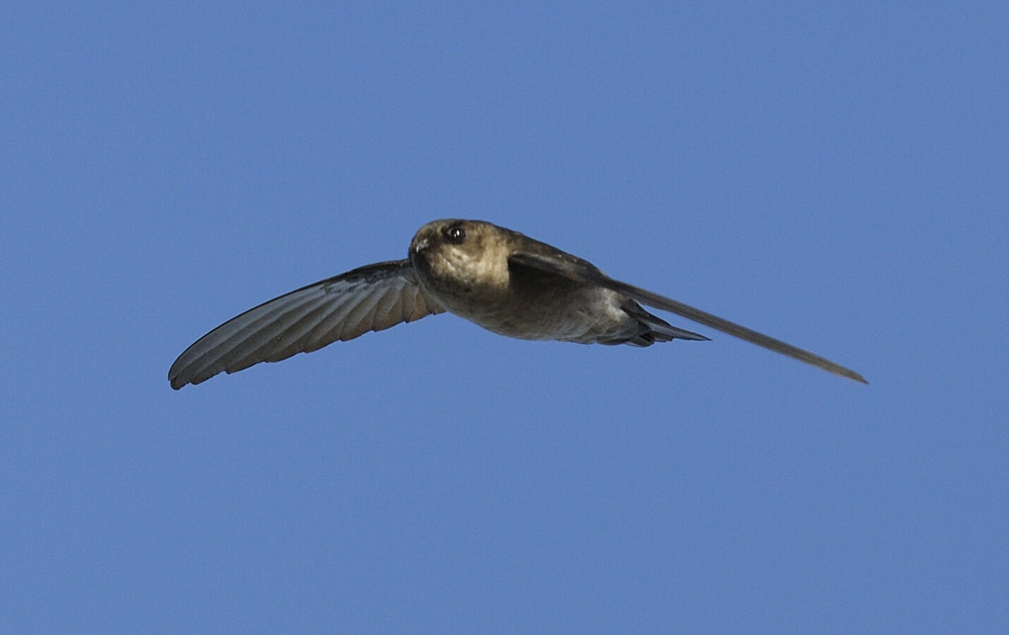 Mascarene Swiftlet