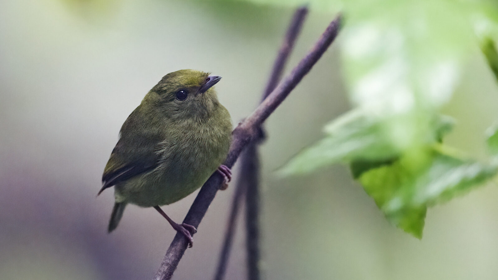 Golden-winged Manakin