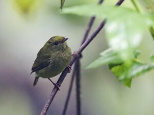 Golden-winged Manakin