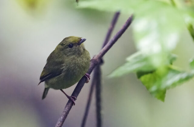 Golden-winged Manakin