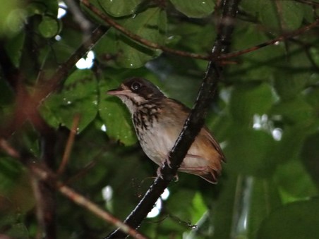 Masked Antpitta