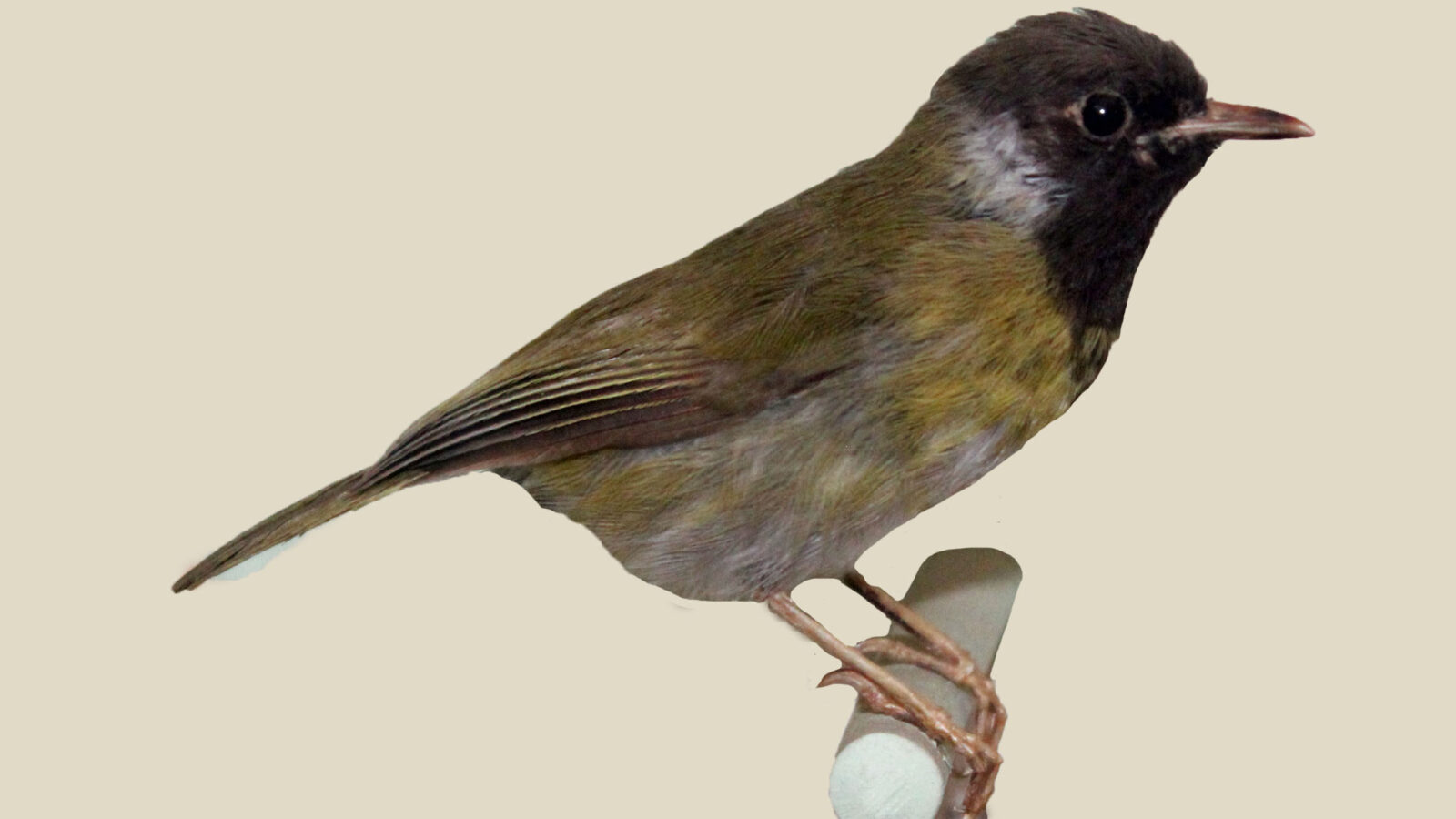 Lowland Masked Apalis