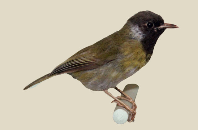 Lowland Masked Apalis