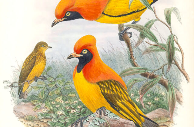 Masked Bowerbird