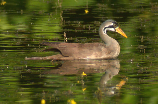 Masked Finfoot