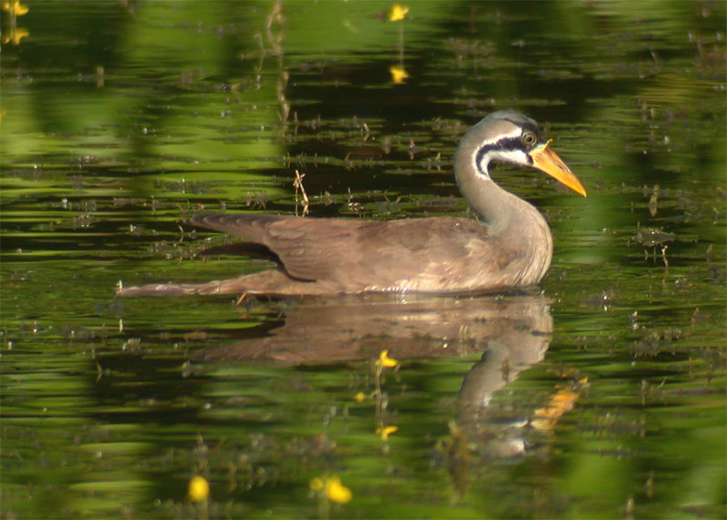 Masked Finfoot