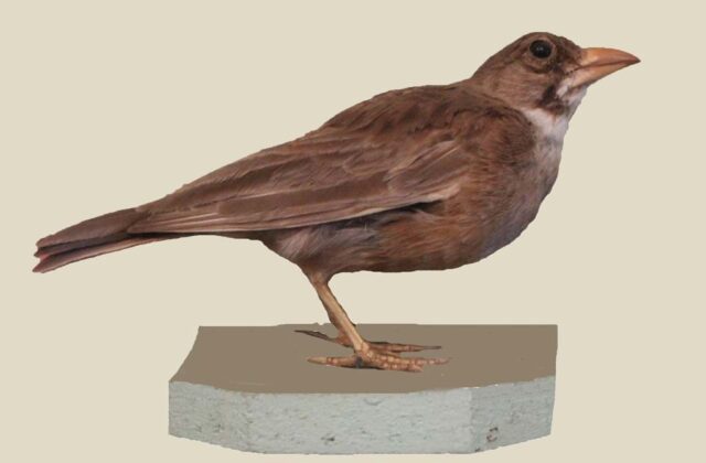 Masked Lark