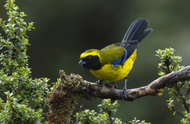 Masked Mountain Tanager
