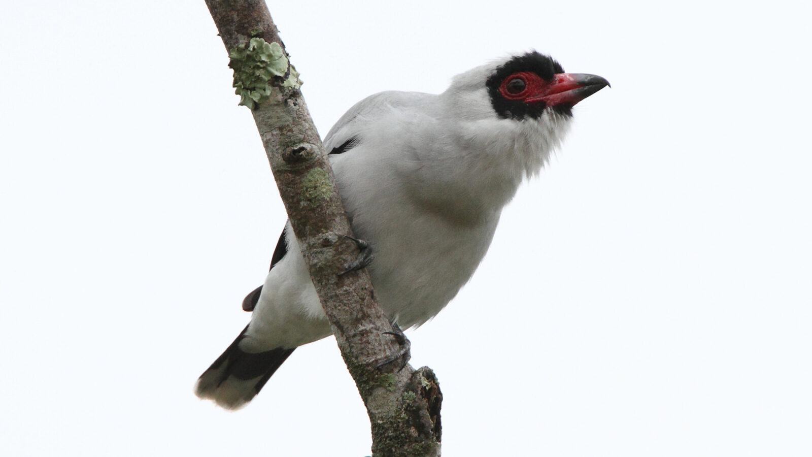 Masked Tityra