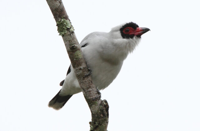 Masked Tityra