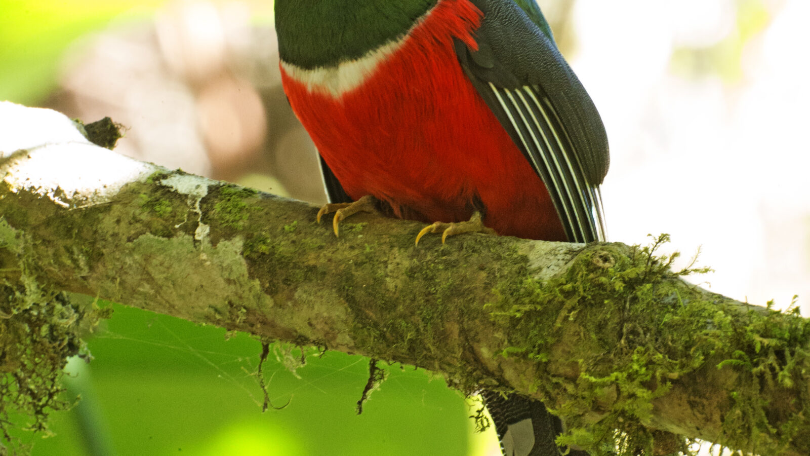 Masked Trogon