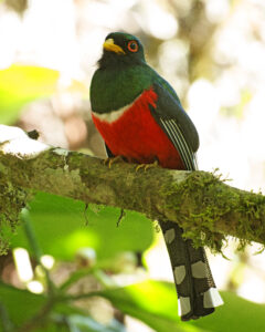 Masked Trogon