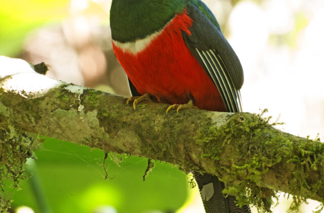 Masked Trogon