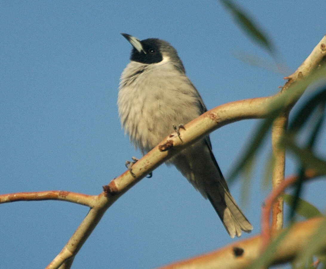 Masked Woodswallow