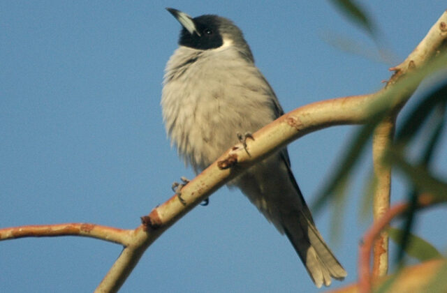 Masked Woodswallow