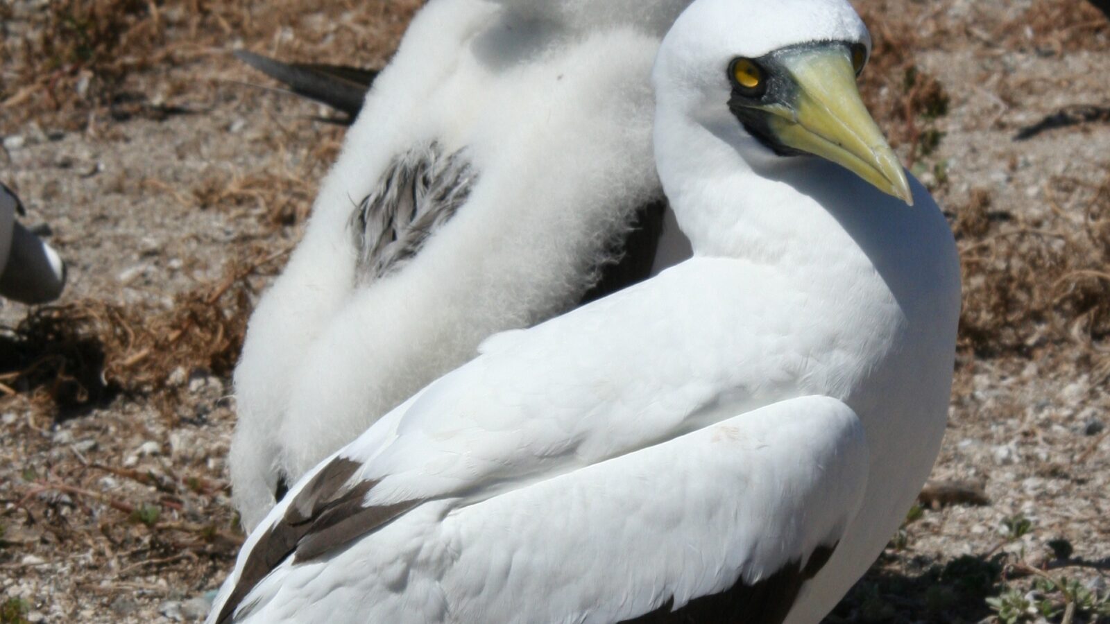 Masked Booby