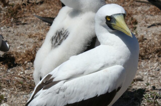 Masked Booby