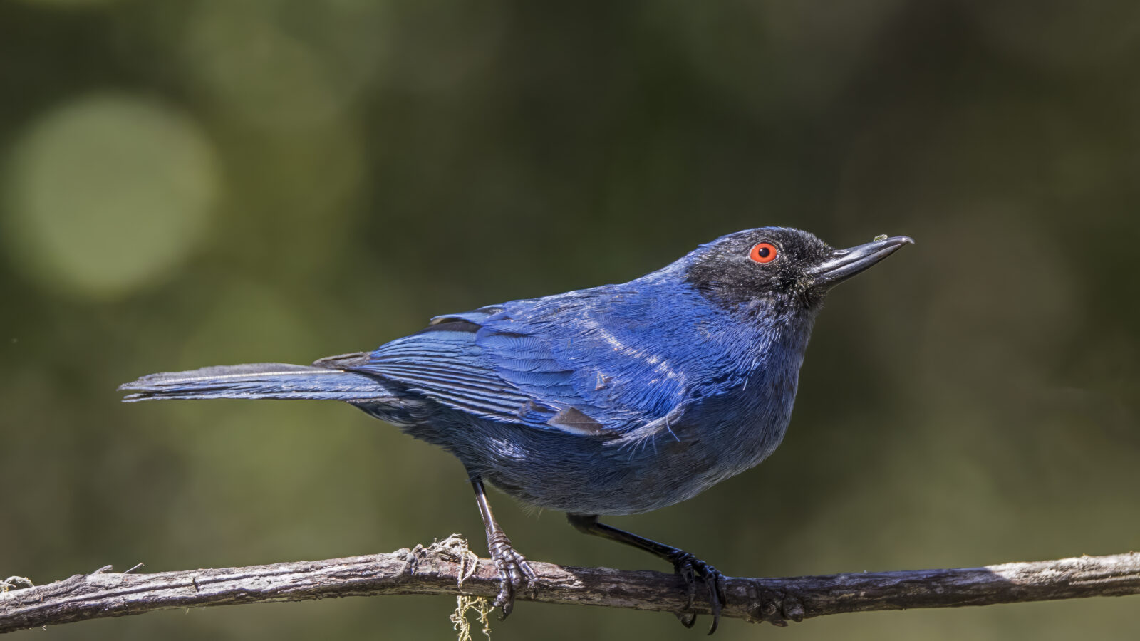 Warbling Masked Flowerpiercer