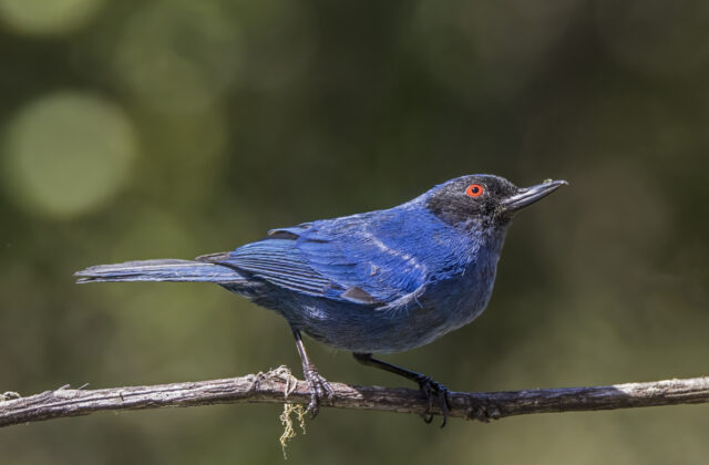 Warbling Masked Flowerpiercer