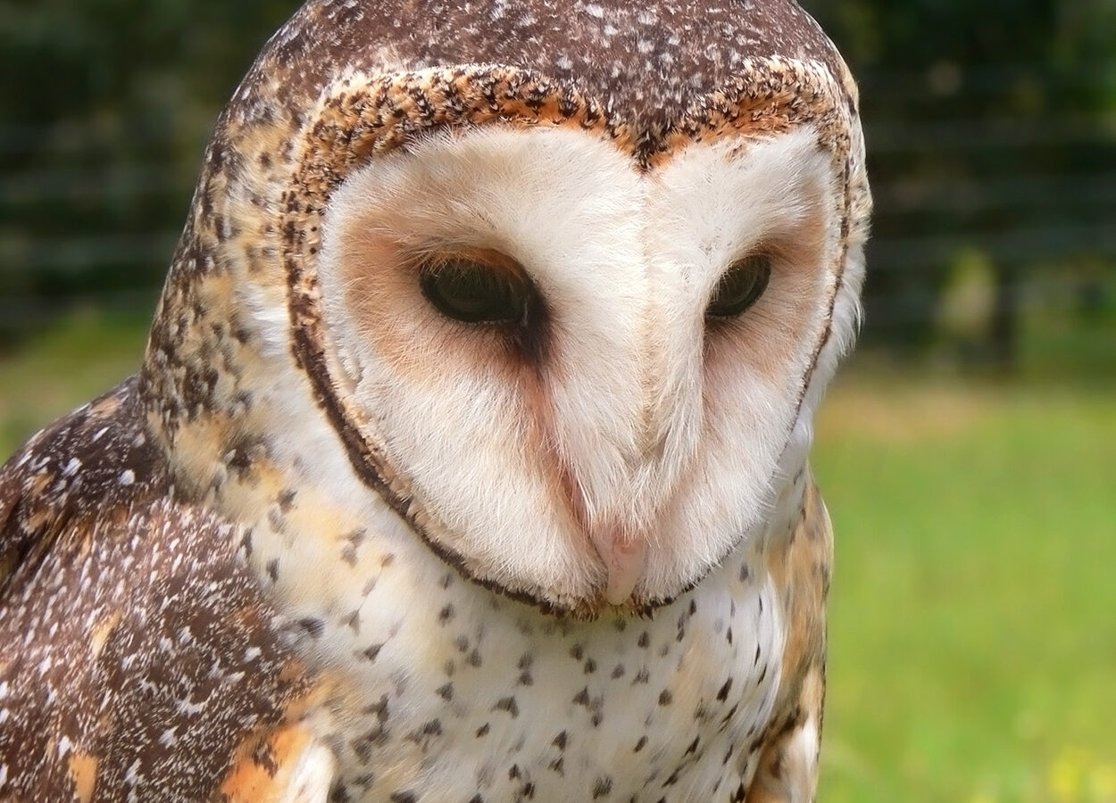 Australian Masked Owl