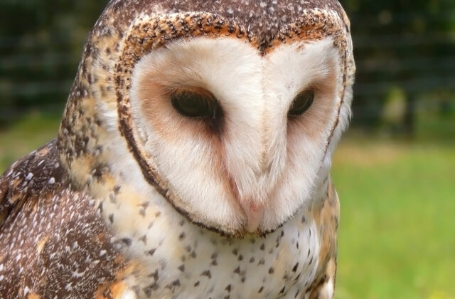 Australian Masked Owl