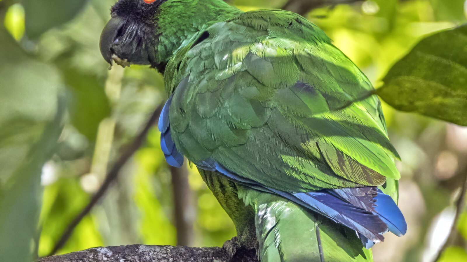 Masked Shining Parrot