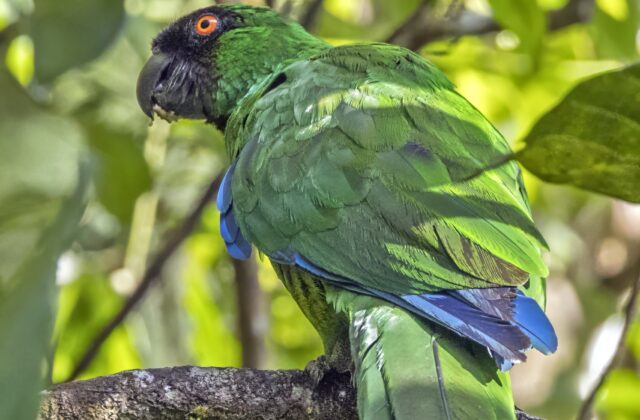 Masked Shining Parrot
