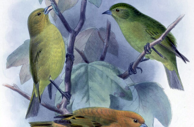 Maui Akepa