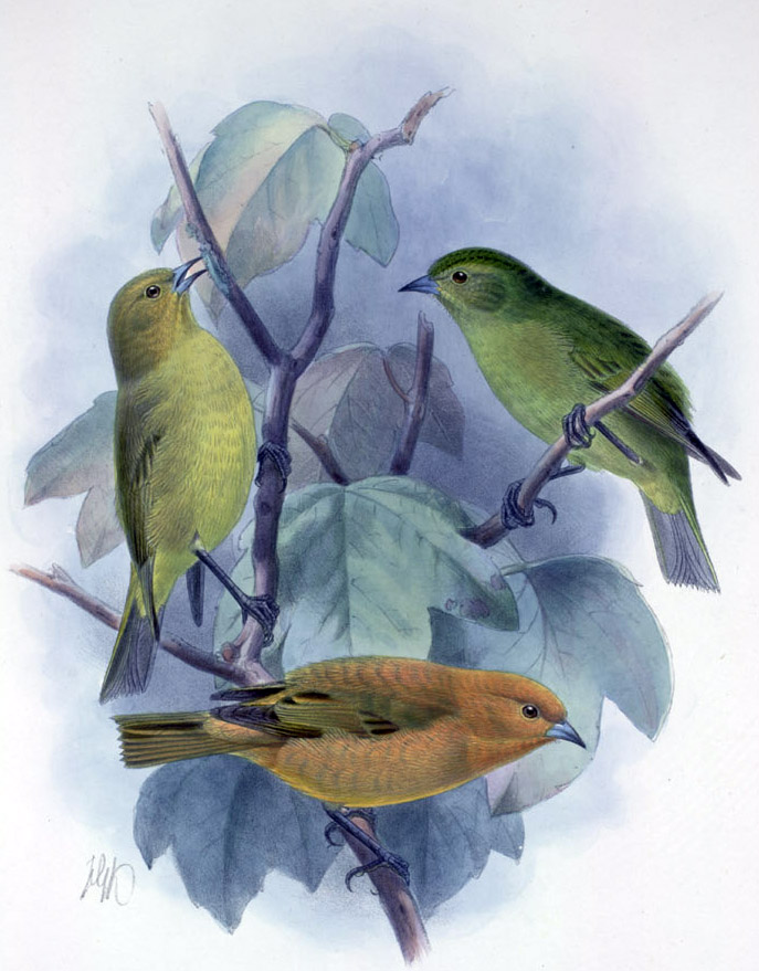 Maui Akepa