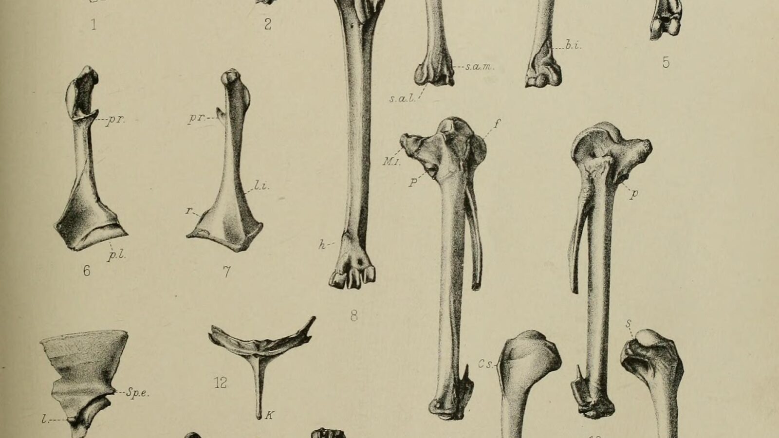 Mascarene Teal