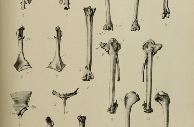 Mascarene Teal