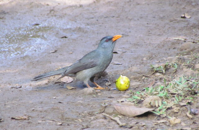 Mauritius Bulbul