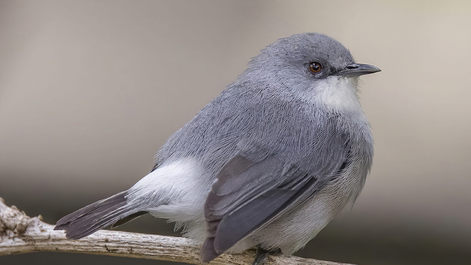 Mauritius Grey White-eye