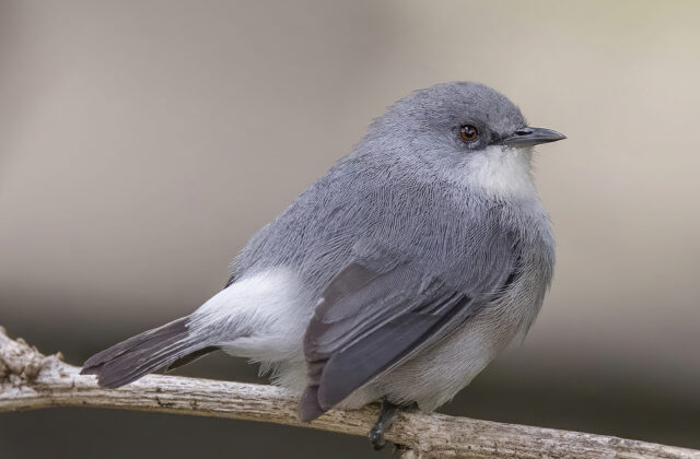 Mauritius Grey White-eye