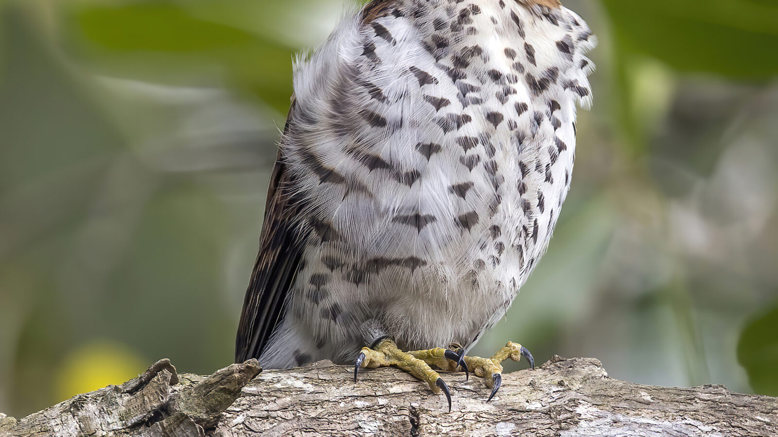 Mauritius Kestrel
