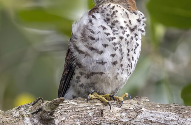 Mauritius Kestrel