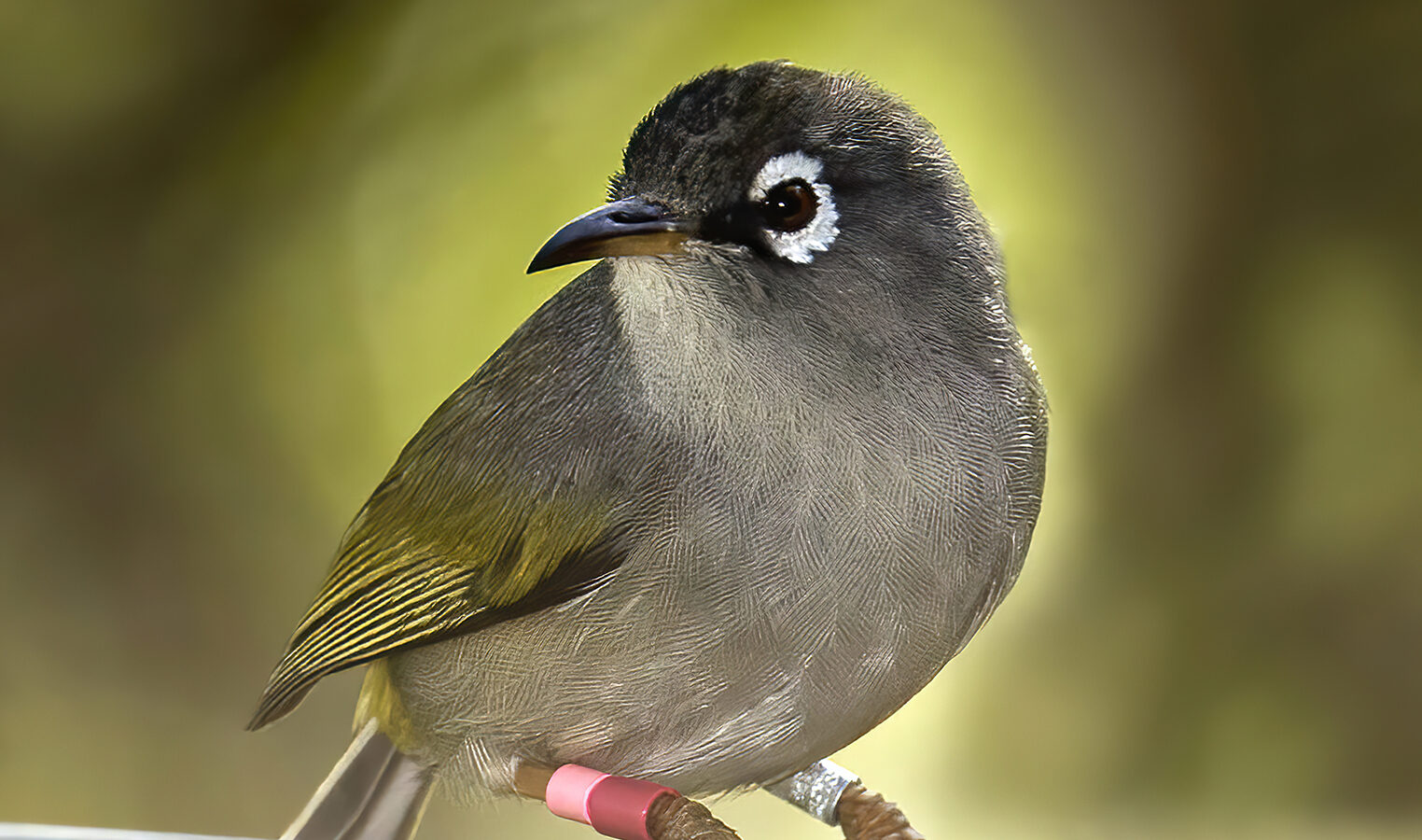 Mauritius Olive White-eye