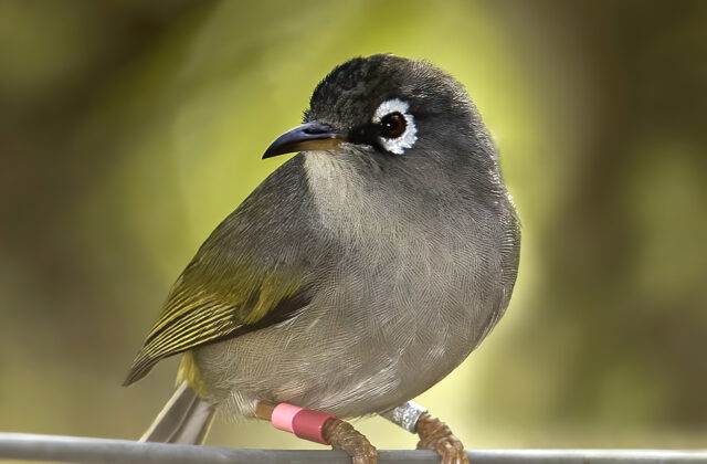 Mauritius Olive White-eye