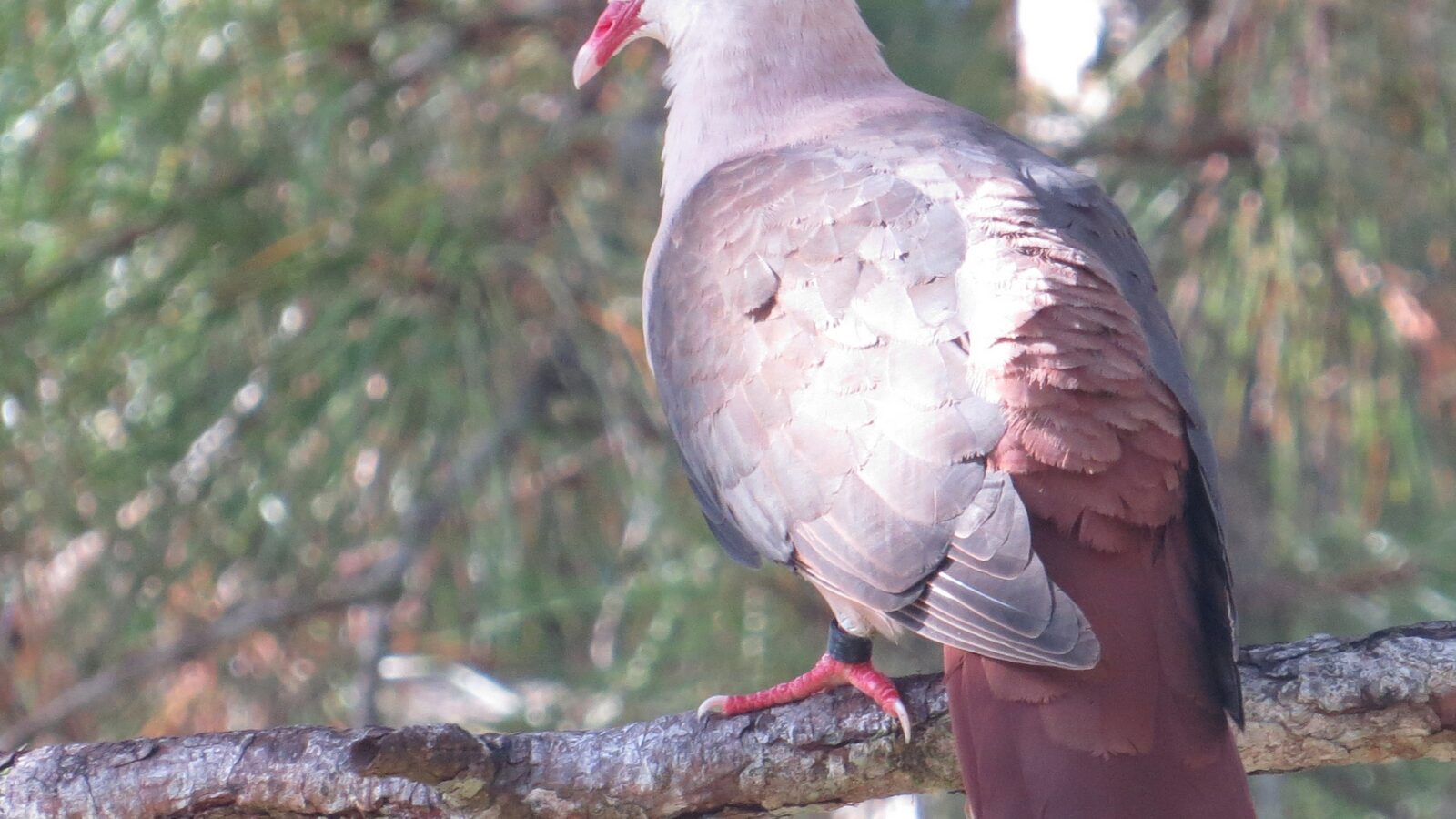 Pink Pigeon