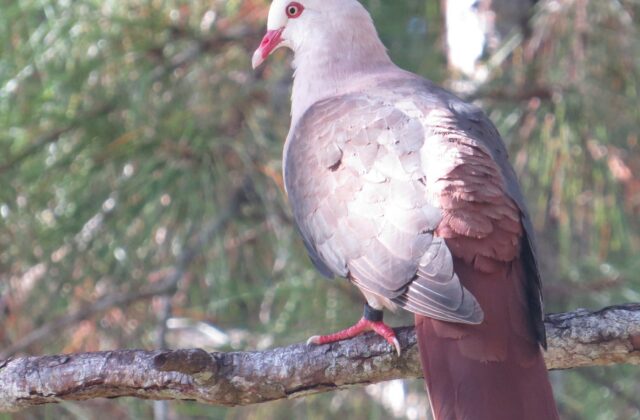 Pink Pigeon