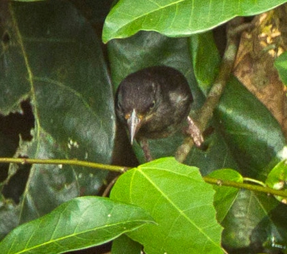 Maxwell’s Black Weaver