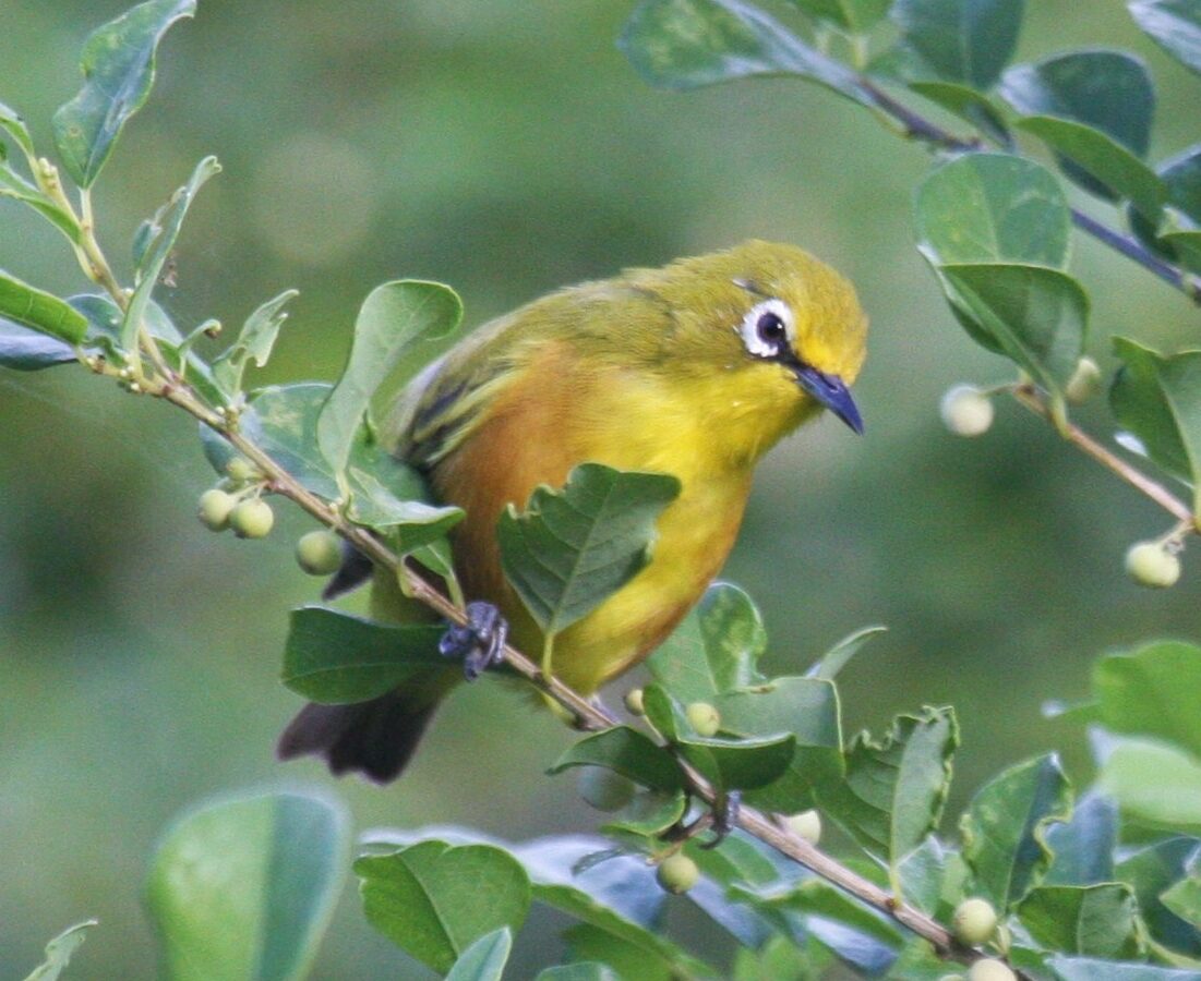 Mayotte White-eye