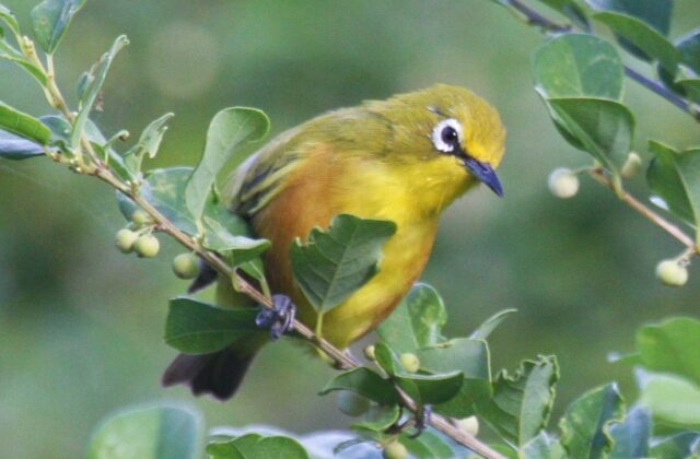 Mayotte White-eye