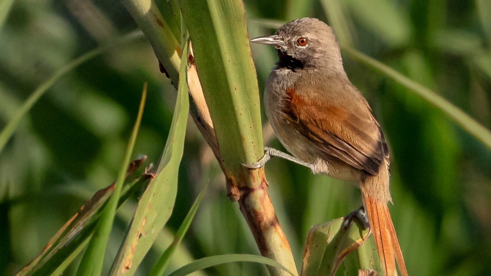 White-bellied Spinetail