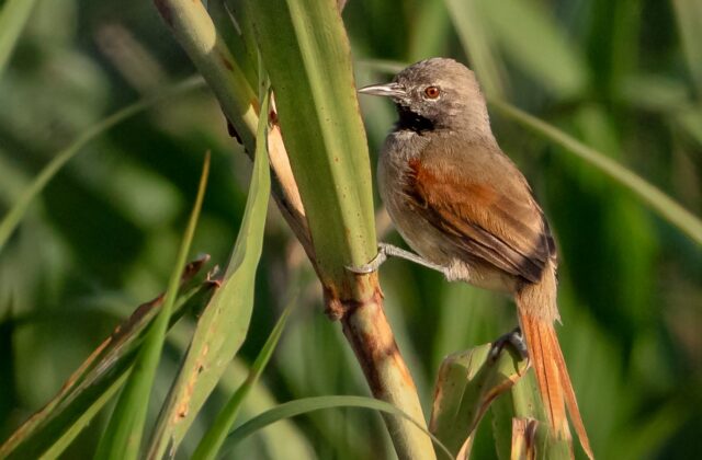 White-bellied Spinetail