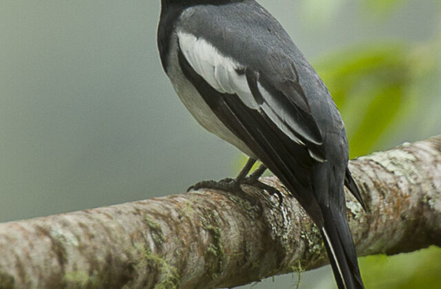 McGregor’s Cuckooshrike