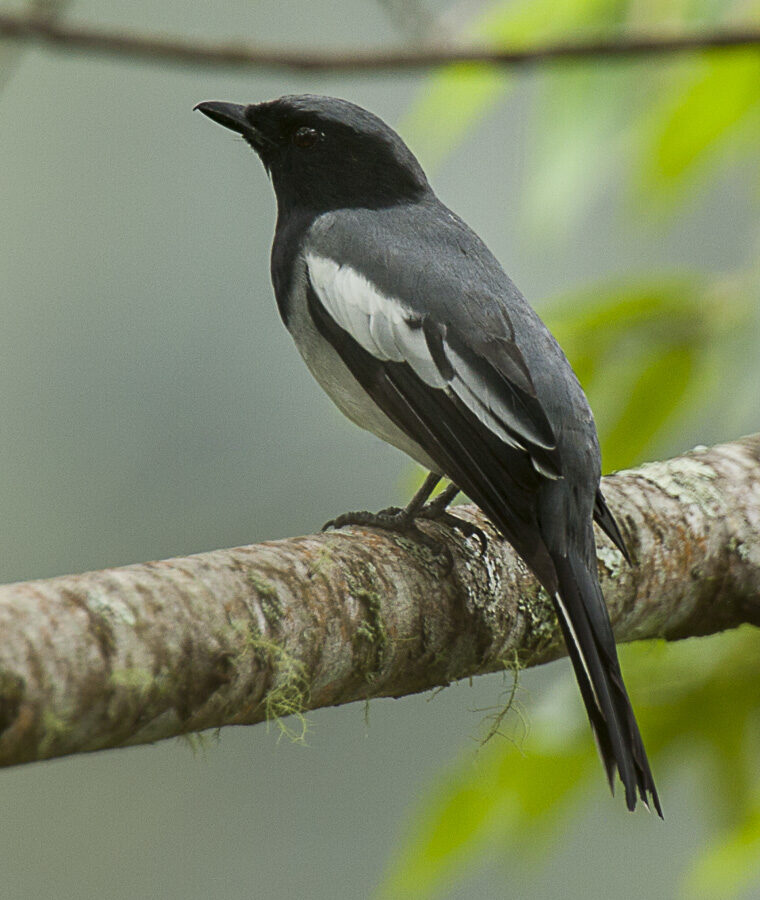 McGregor’s Cuckooshrike