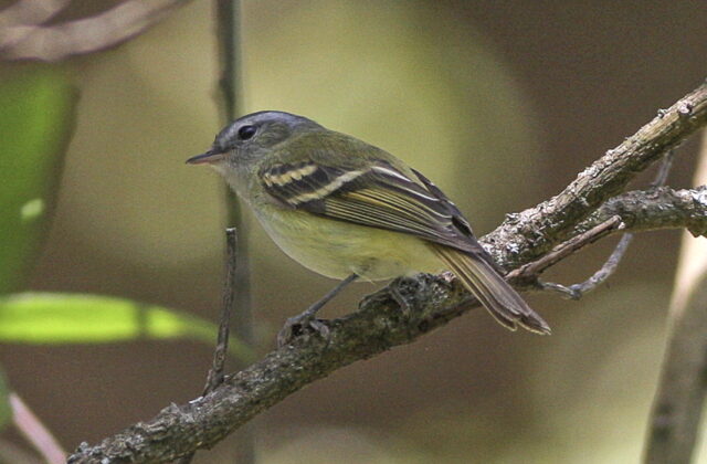 Buff-banded Tyrannulet