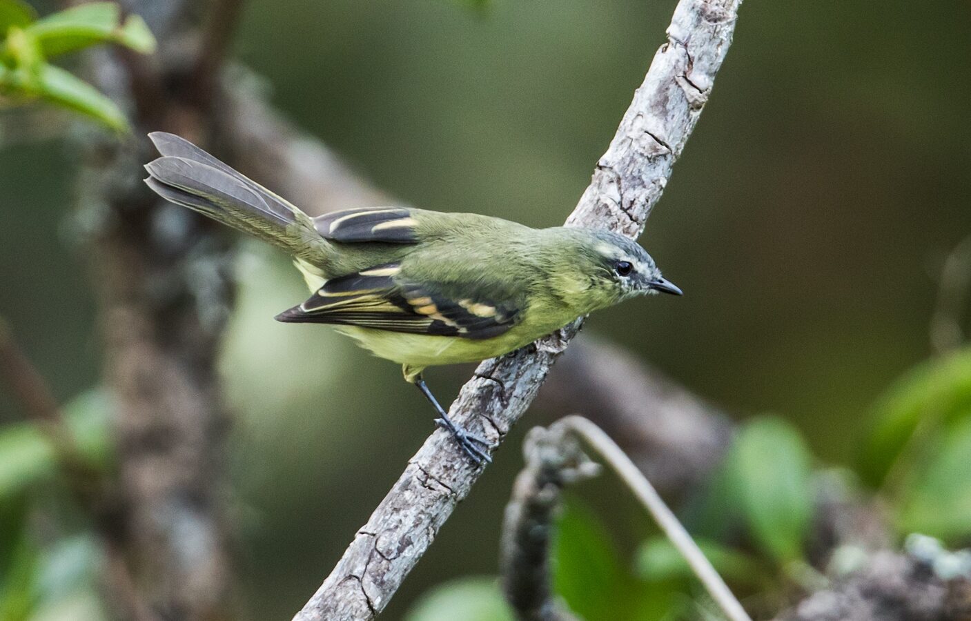 Sulphur-bellied Tyrannulet