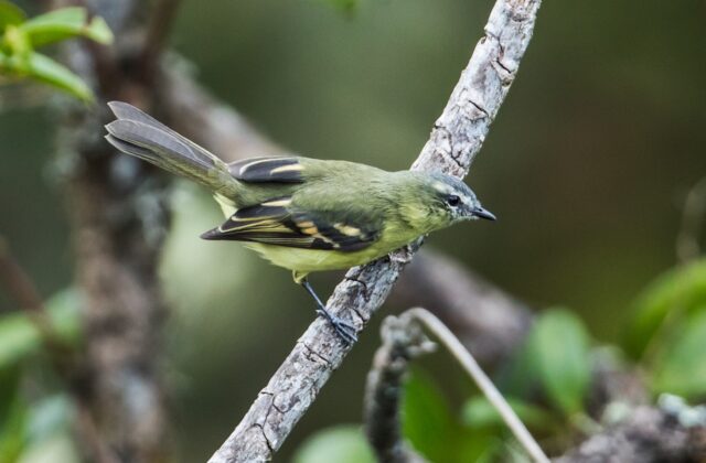 Sulphur-bellied Tyrannulet
